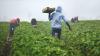Agri trade deficit widens