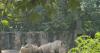 How zoo animals stay cool when South Carolina heats up