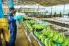 CDC's Slump Drags Cameroon Banana Exports Lower in June
