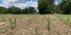 South Carolina farmers have 1 more day to apply for Hurricane Helene federal aid