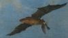 Bats can catch and eat birds mid-flight. A painter may have known that 400 years before scientists