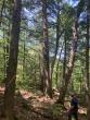 Maine’s old growth forests are disappearing. This program could help save them.