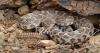 Hospital runs out of antivenom after man bitten by rattlesnake