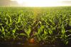 Report finds growing population divide between metro, rural Iowa