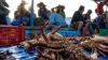 Chile moves to protect 14 species in the Humboldt Current, source of 15% of world's seafood
