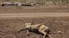 Climate early action initiative for Horn of Africa unveiled