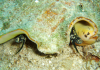 Center for Biological Diversity sues over protections for queen conch.