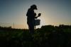 Specialty Farmers Adapt Harvests to Extreme Heat