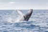 Remember When a Massachusetts Man Was Swallowed by a Whale?