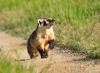 Colorado to weigh daily hunting limits, ban on fur sales for wildlife hunted for fur 