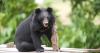Moon bears feel grass for first time after rescue from illegal farm