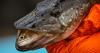 Climate change is helping invasive pike wreak havoc on Southcentral Alaska salmon