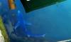Moment rare 4ft shark is spotted ‘hunting’ near popular UK beach packed with hundreds of sunseekers