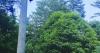 Record bat count at Squam Lakes Natural Science Center