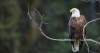 Georgia DNR: Another Banner Nesting Year for Bald Eagles