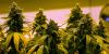 Nebraska AG discusses medical cannabis regulations