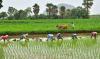 NAARM Launches Fcoars Retreat to Revamp Agriculture Research...