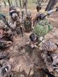 Paratroopers Train Mongolian Forces for Alaska Joint Exercise