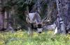 Supporters submit signatures to enshrine right to hunt, fish in Colorado Constitution