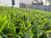 This Common Minnesota Yard Weed Can Actually Heal Bug Bites