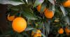 Citrus industry sees end-of-season bump, but still at historic lows