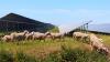 Grazing Sheep On Solar Farms Are Having A Major Effect On Farmer Incomes