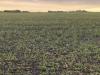 Canadian Crop Hail Association Friday's Report