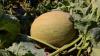 Sweet melon harvest boosts rural revitalization in China's Xinjiang