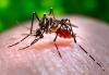 Hawaii reports 6th case of travel-related dengue this year
