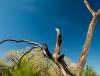 New Mexico tree deaths tripled in 2025