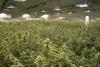 Cannabis repeal question makes ballot after commission rejects appeal