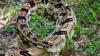 See Ohio's venomous snakes as CA snake bite requires 54…