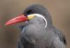 Due to Changes in the El Niño Phenomenon, Unusual Birds Appear in Panama