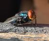Separating fact from fiction on New World screwworm 