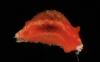 Spanish researcher names newly-discovered mollusk species after Cape Verde’s World Cup hero Vozinha