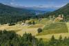 The future of Canada’s only olive farm will be decided at auction