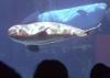 Marineland’s beluga whales on the move to U.S., Spain facilities
