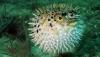 Greece put a bounty on invasive pufferfish, but Crete fishermen still face torn nets and lost income