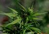 Wyoming Opts Out Of Federal Medical Cannabis Rescheduling