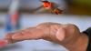 Where do hummingbirds travel?