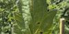 Auburn researchers target virus threatening Alabama’s tomato industry