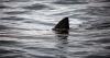 New Smyrna Beach tops US list for shark encounters, analysis finds
