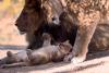 Lions drown at Chinese zoo after being deliberately locked in cages during devastating floods