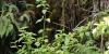 New Hawaii law recognizes conservation sanctuary to protect native species