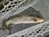 Montana FWP enacts hoot-owl restrictions on Madison, Beaverhead and Sun rivers