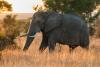 Elephants and farmers are on a collision course across southern Africa