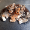 Local Animal Welfare Organizations Unite for ‘Mayor Shelley’s Spay Days,’ a High-Volume Community Cat Spay/Neuter Event