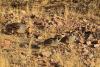 Arizona Game and Fish seeks Commission Awards nominations
