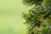 Plant disease update; Evergreen privacy screen; Chaos gardening