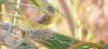Yellow-breasted bunting is disappearing in Tarai
